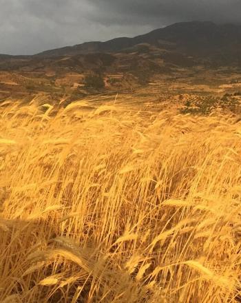 Field of golden barley.