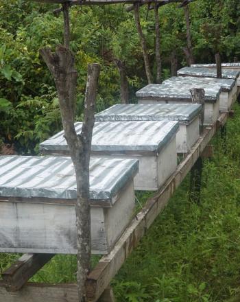 Cajas de apicultura