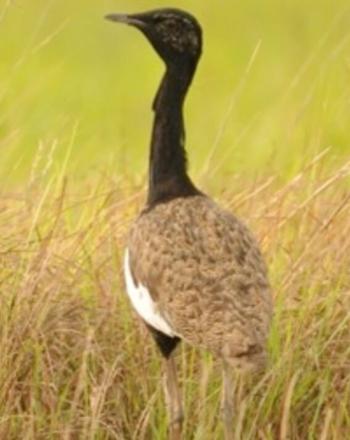 Bengal florican, black head and neck, brown and white body, standing amid grass.