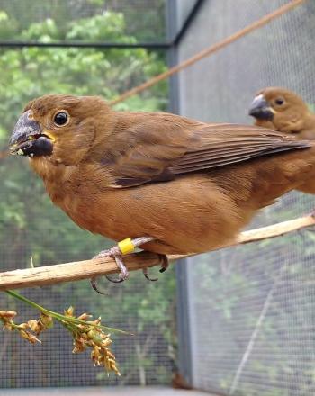 Three brown birds in large cage standing on branch.