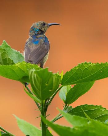 Pájaro gris y azul sentado sobre una planta verde.