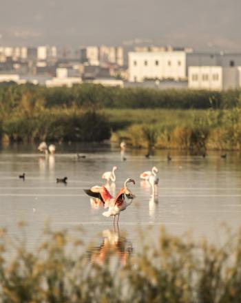 Birds (flamingos and coots) resting in Sebkhet Soliman, Tunisia.