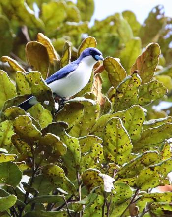 Blue and white bird on leafy tree branch.