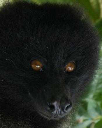 Close-up of black monkey with brown eyes.