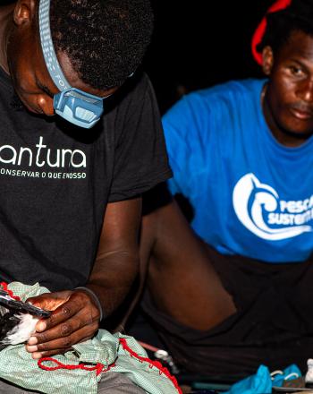 Equipo de Lantuna monitoreando la pardela chica de Cabo Verde (Puffinus lherminieri boydi).