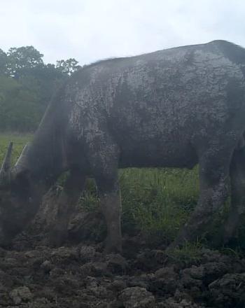 One buffalo standing, one lying down.