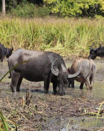 Six buffalo standing in pond.