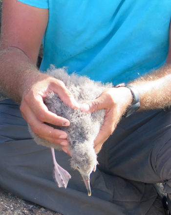 Young bird with gray fuzz being held by pair of male hands.