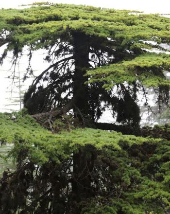 Large pine tree in forest.