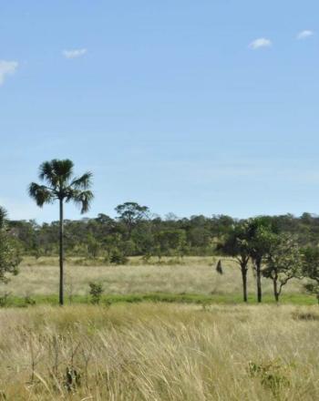 Flat landscape dotted with palm trees.