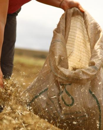 Woman distributing seed from bag.