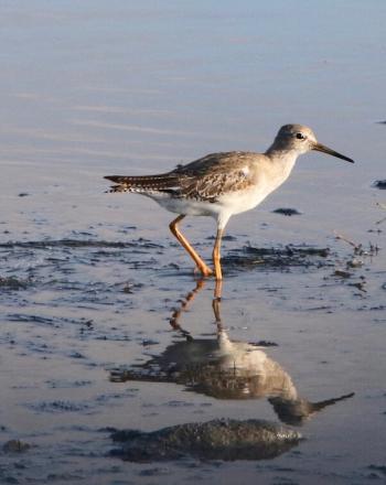 Brown-and-white bird with long beak walking on wet sand.