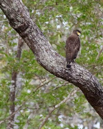 Brown bird with yellow beak sitting on tree branch.