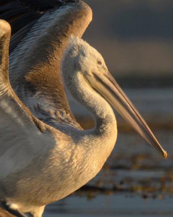 Close-up of Dalmatian pelican spreading his wings, on branch atop water.
