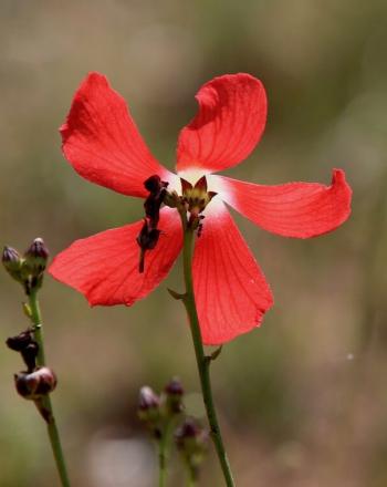 Close up of two, delicate, pink-red flowers.