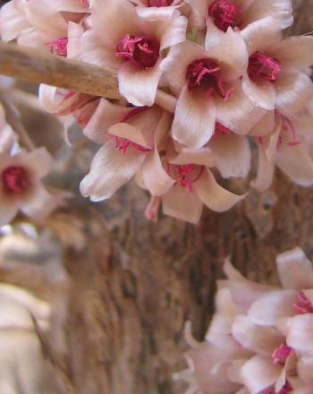 Primer plano de racimos de flores de color rosa claro en el árbol.