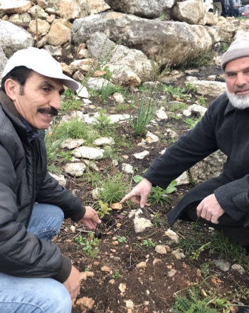 パレスチナ、ヘブロン地域、修復された段々畑にウルシの木を植え直す農家