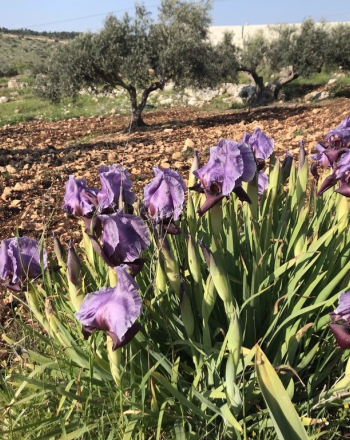 Champs agricoles avec Iris atrofusca en fleurs, région de Faqqa, Palestine