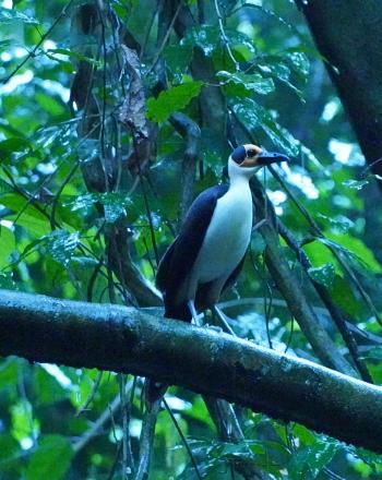 White-necked rockfowl (Picathartes gymnocephalus)