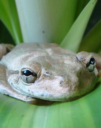 Hispaniolan common tree frog (Osteopilus dominicensis), Dominican Republic