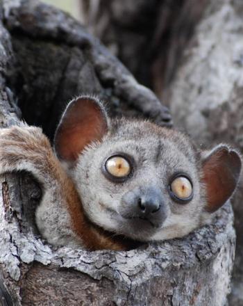 陽気なキツネザル Lepilemur edwardsi、ツィンギ デ ベマラ国立公園、マダガスカル。