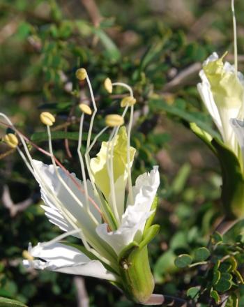Endangered legume related species <em>Lemuropisum edule,</em>, southwest Madagascar. 
