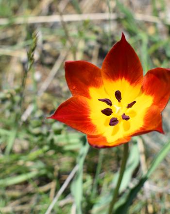 Tulipán albanés (Tulipa albanica), Albania.