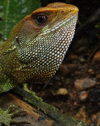 Primer plano de iguana verde con un poco de naranja, también.