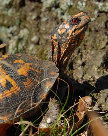 Close-up of brown and orange turtle next to tree, leaves scattered on the ground.