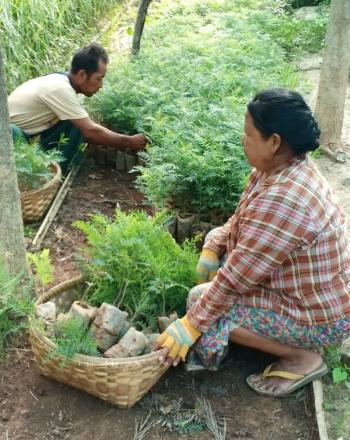 Woman and man plant tree seedlings in nursery.