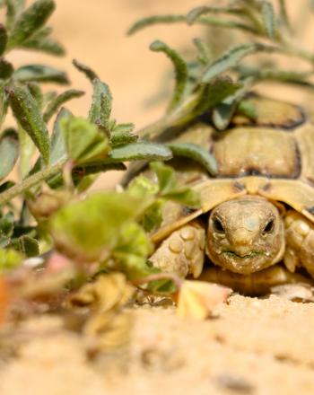 Egyptian tortoise <i>(Testudo kleinmanni)</i>, North Coast, Egypt