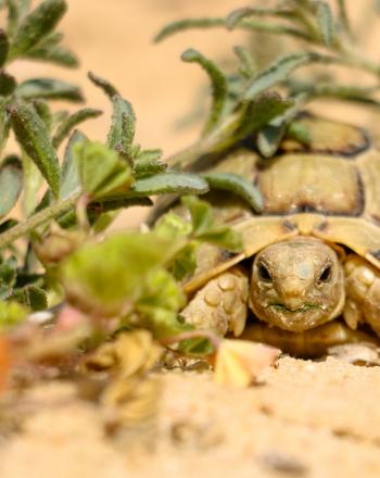 Tortuga egipcia , costa norte, Egipto