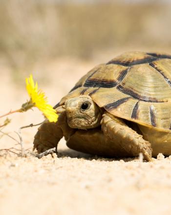 Tortuga egipcia , costa norte, Egipto