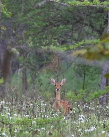 Deer in the middle of field, looking toward camera.