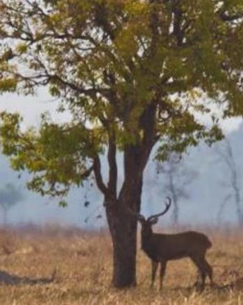 Tres ciervos parados cerca de un árbol.