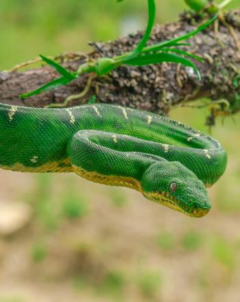 Green snake with yellow underbelly wrapped around tree.