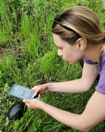 Evaluación del galápago europeo (Emys orbicularis) en el humedal Belchishta, Macedonia del Norte.