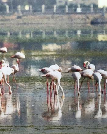 Flock of flamingos standing in shallow water.