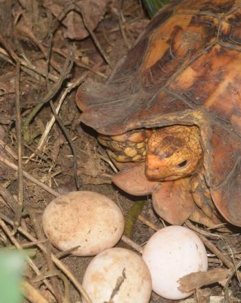 Close-up of reddish-brown tortoise with 3 white eggs.