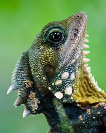Close-up of blue and green lizard.