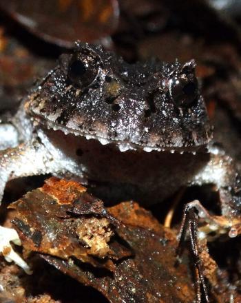 Close-up of black frog with white underbelly.