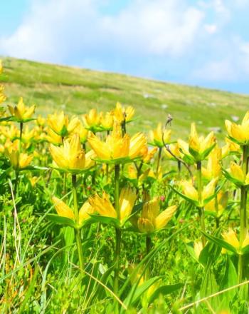 傾斜した丘の上の明るい黄色の花のクラスター。