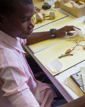 Man sitting at desk, studying dried plant specimens.