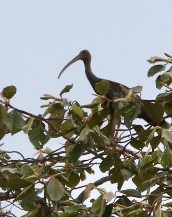 Pájaro grande con pico largo y curvo parado en un árbol alto.