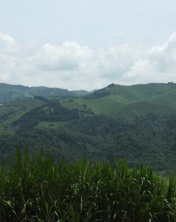 Vista of green, undulating hills.