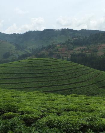 High-up view of tea plantation with forest in background.