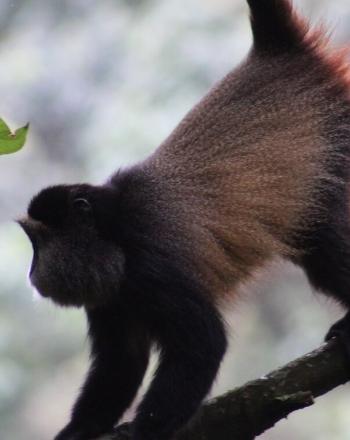 Close-up profile of golden monkey climbing on branch.