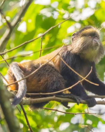 Close-up of golden monkey up in tree.