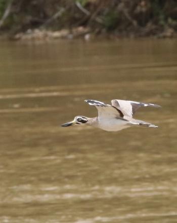 White bird with black markings mid-flight over brown river.