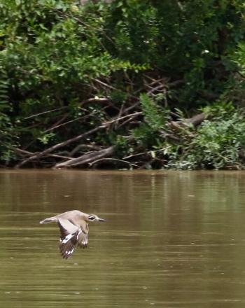 Pájaro marrón y blanco en pleno vuelo sobre el río marrón.